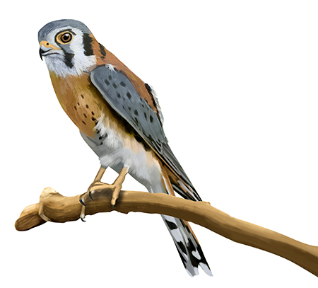 American Kestral Illustration