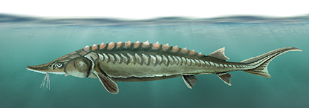 Lake Sturgeon Illustration