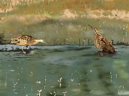 American Bittern Painting