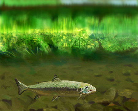 Atlantic Salmon Painting