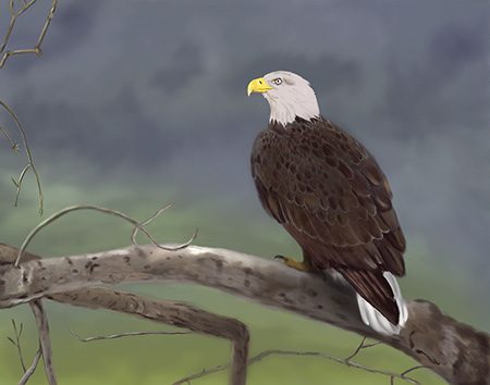 Bald Eagle wildlife nature painting