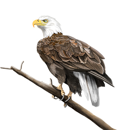 Bald Eagle Illustration