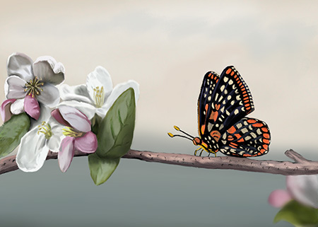 Baltimore Butterfly wildlife nature painting