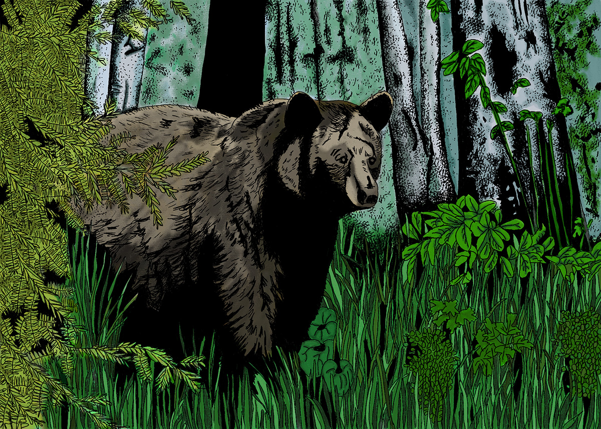 Black Bear art