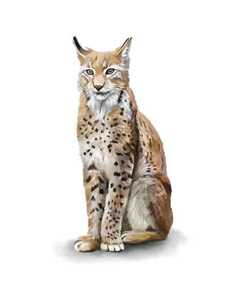 Bobcat Illustration