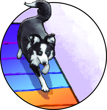 Border Collie agility Illustration