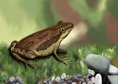 Wildlife Frog Painting