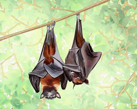 Bat Illustration