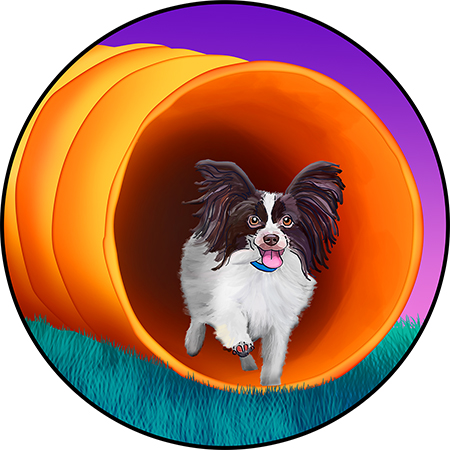 Papillon agility illustration