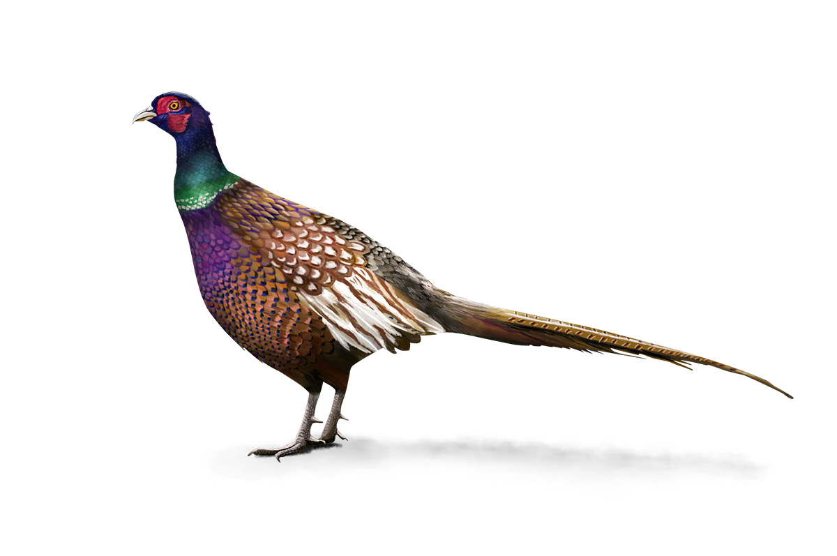 pheasant illustration