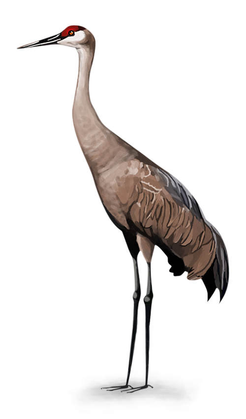 Sandhill crane illustration