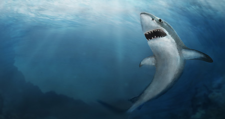 white shark painting