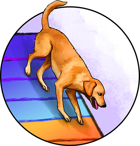 Dog agility illustration