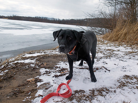 dog on hike