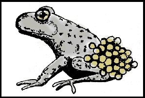 bigtoad.gif (7734 bytes)