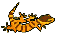 gecko.gif (3983 bytes)